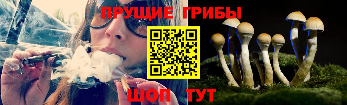 Галлюциногенные грибы Psilocybine cubensis Владивосток